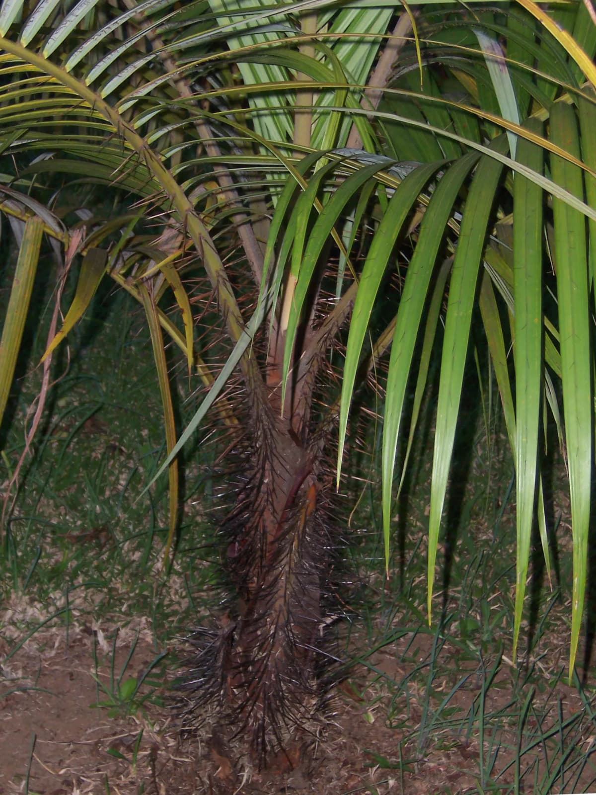 Botanical specimen of Acanthophoenix Crinita.