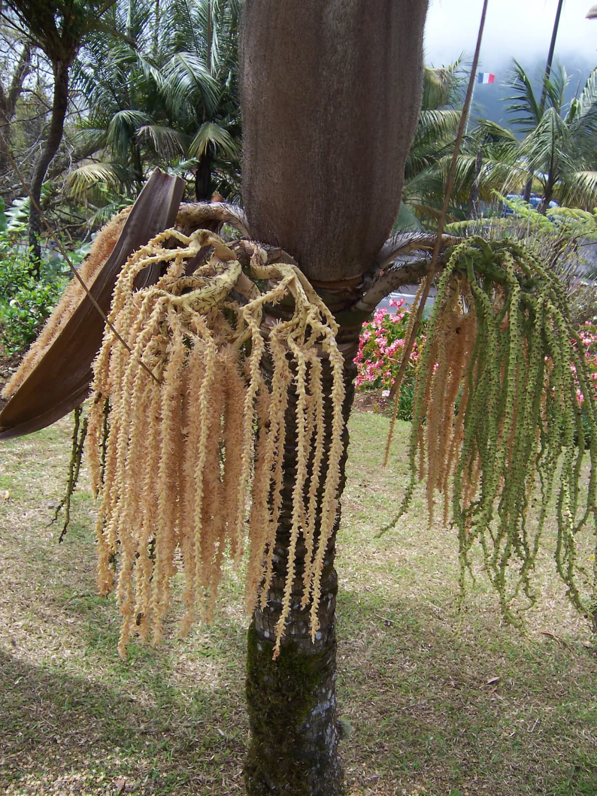 Botanical specimen of Acanthophoenix Crinita.