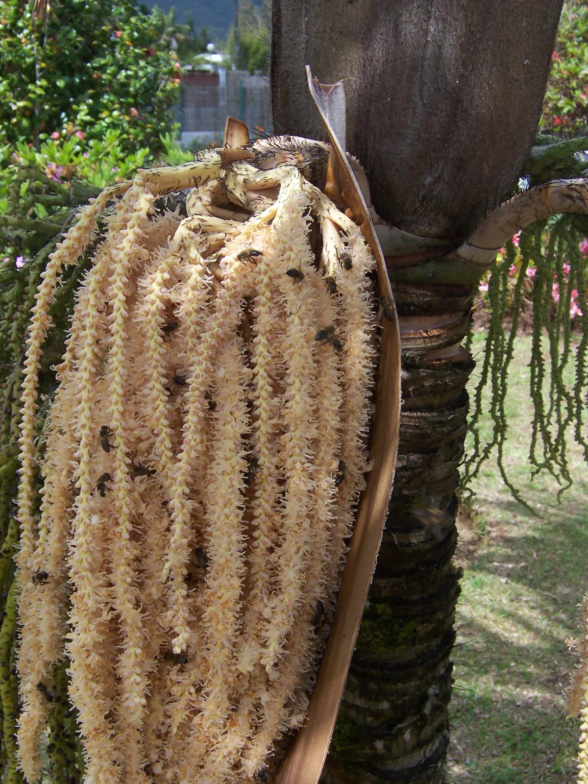 Botanical specimen of Acanthophoenix Crinita.