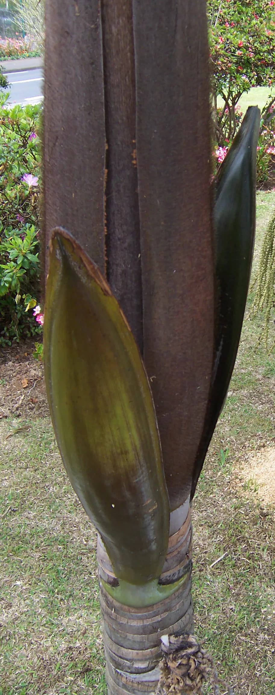 Botanical specimen of Acanthophoenix Crinita.