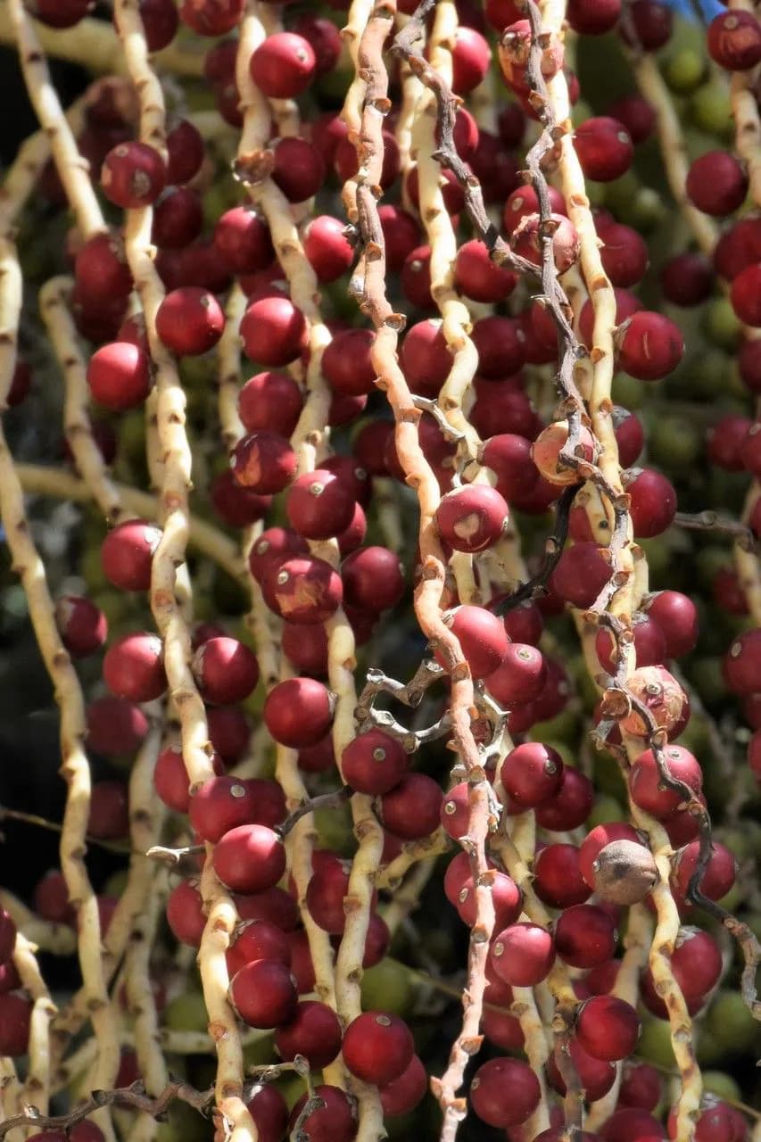 Botanical specimen of Acanthophoenix Crinita.