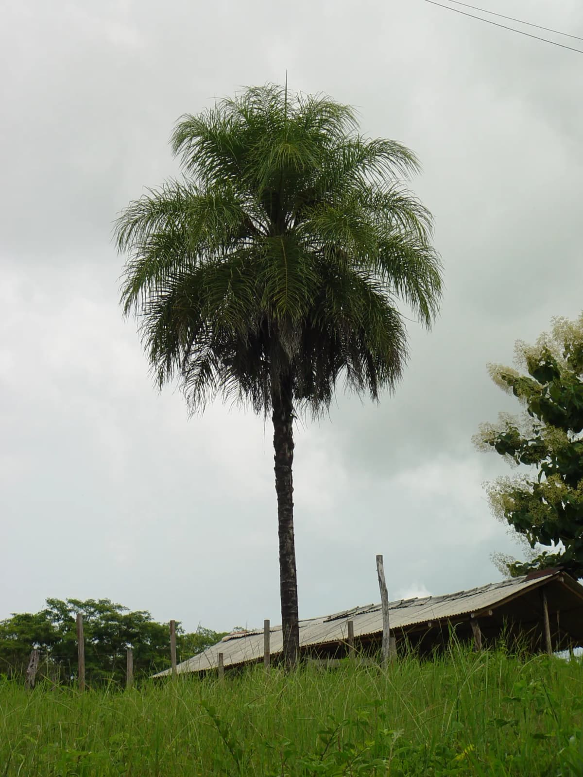 Botanical specimen of Acrocomia Aculeata.