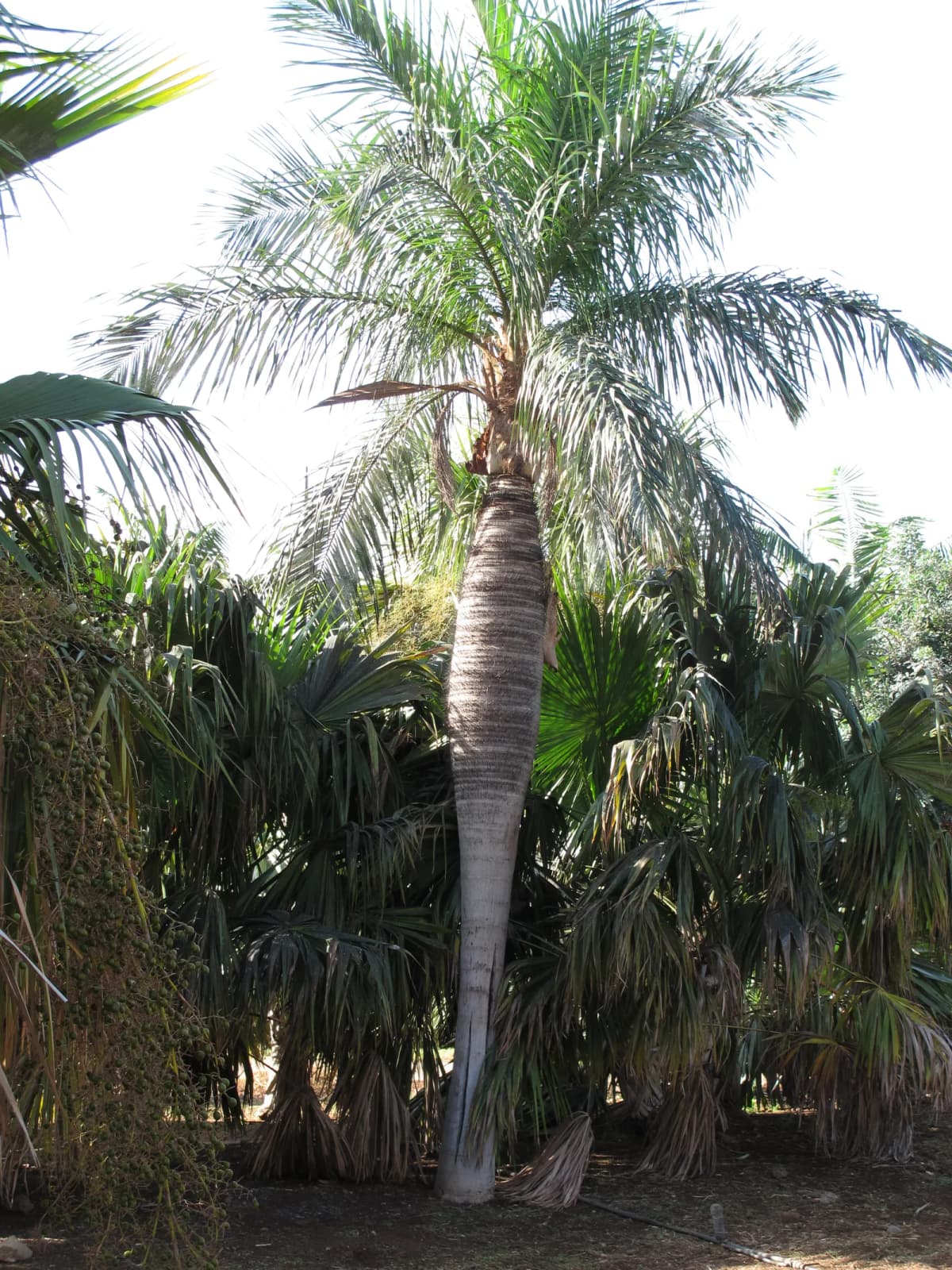 Botanical specimen of Acrocomia Crispa.