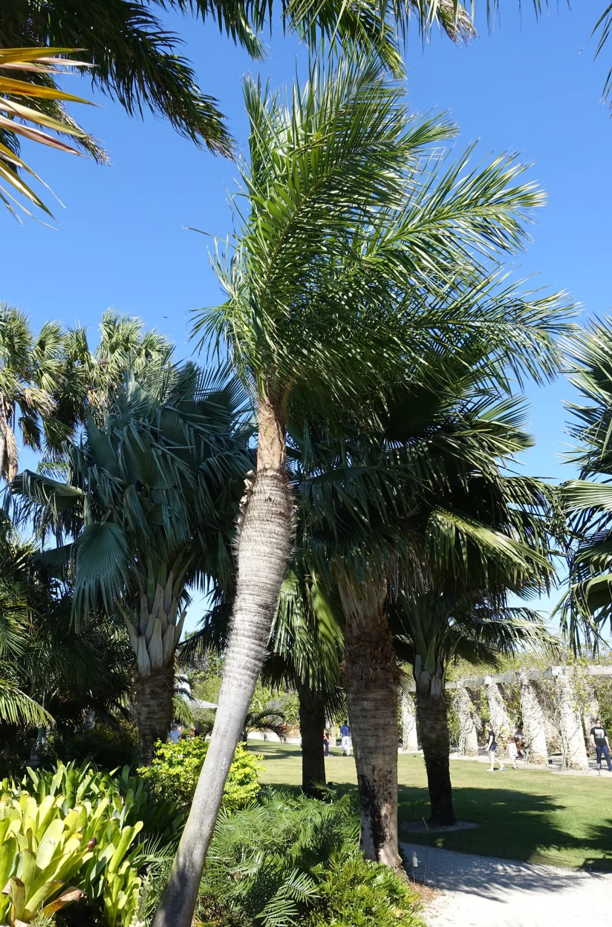 Botanical specimen of Acrocomia Crispa.