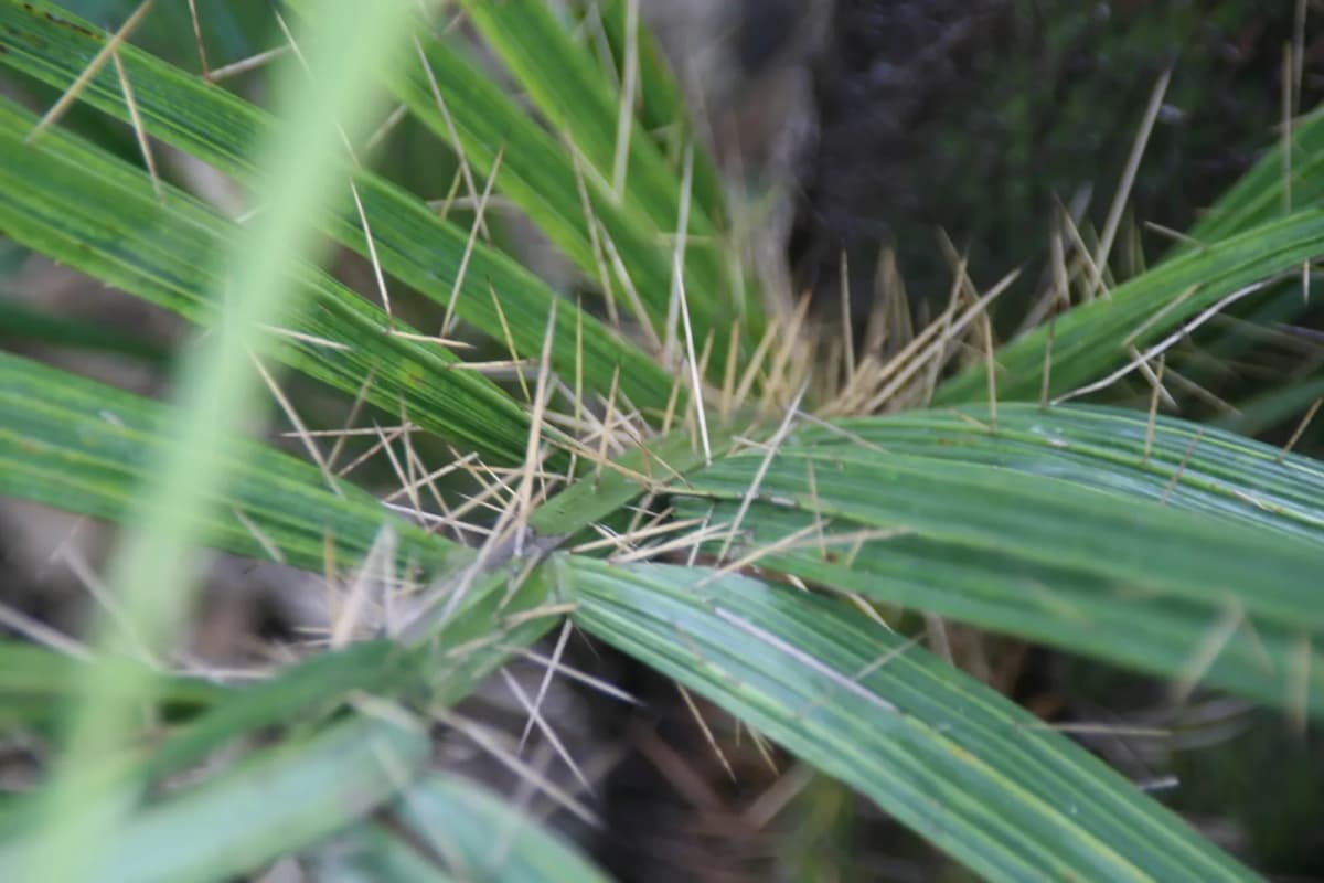 Botanical specimen of Acrocomia Crispa.