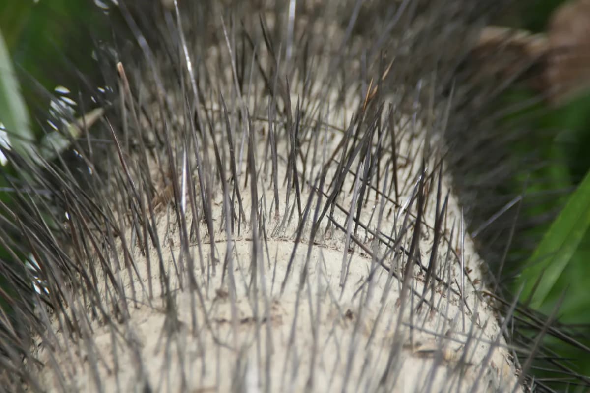 Botanical specimen of Acrocomia Crispa.