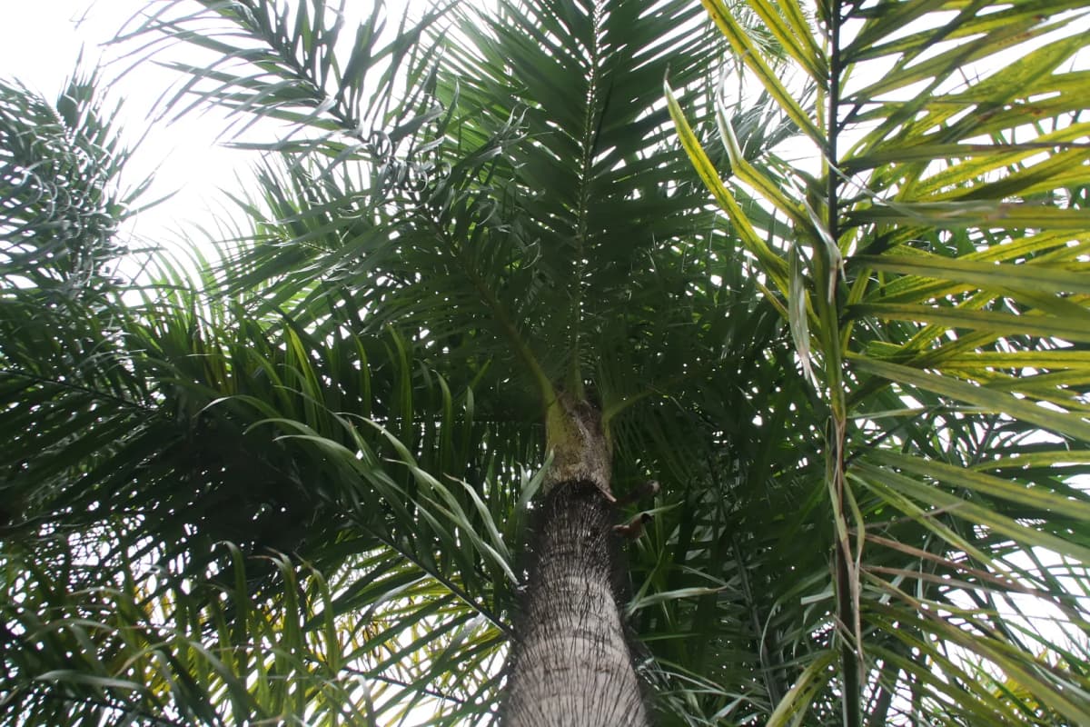 Botanical specimen of Acrocomia Crispa.