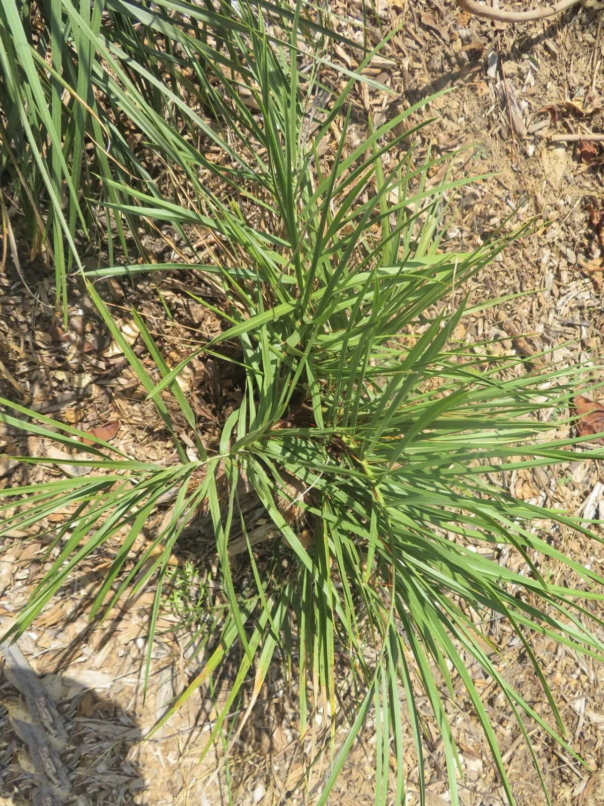 Botanical specimen of Acrocomia Emensis.