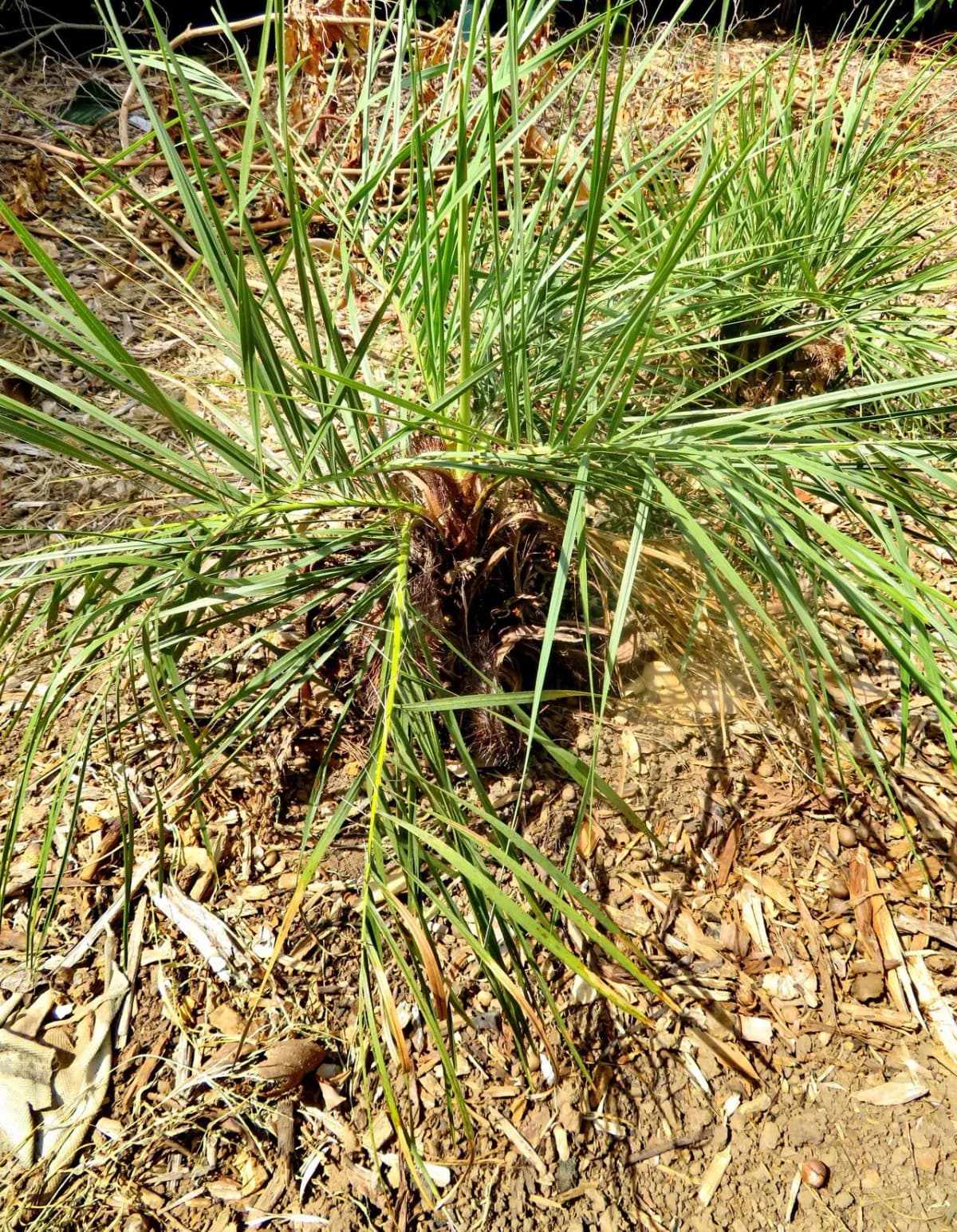 Botanical specimen of Acrocomia Emensis.