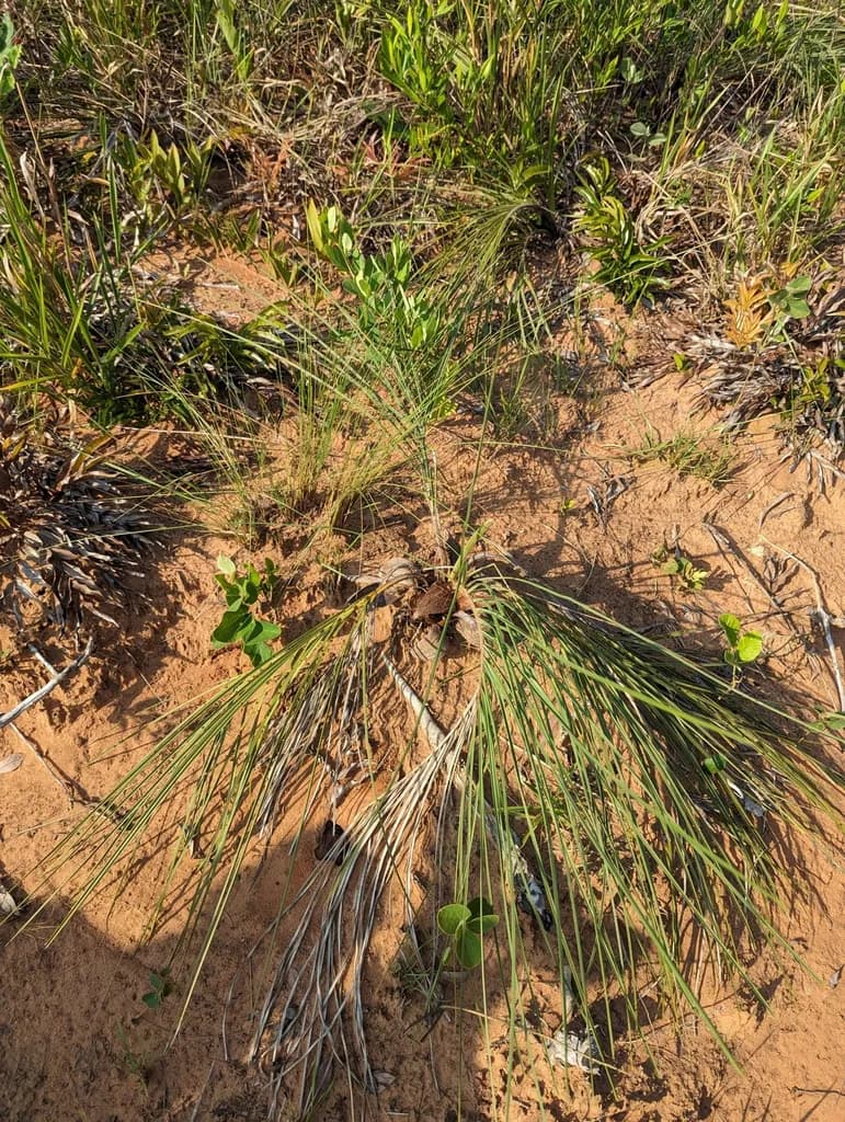 Botanical specimen of Acrocomia Hassleri.