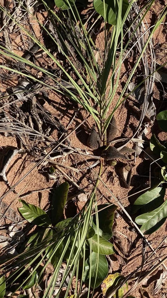 Botanical specimen of Acrocomia Hassleri.