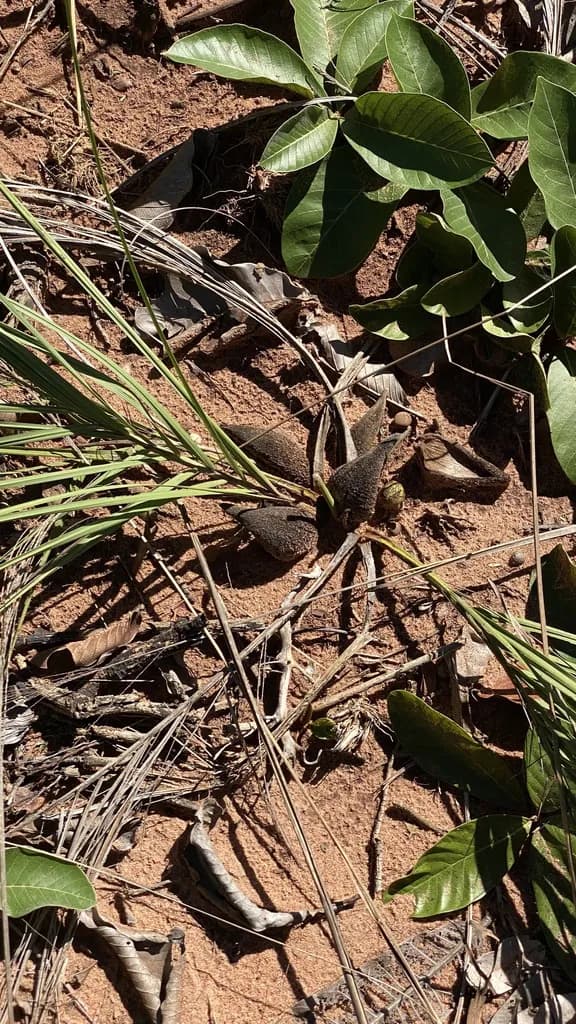 Botanical specimen of Acrocomia Hassleri.