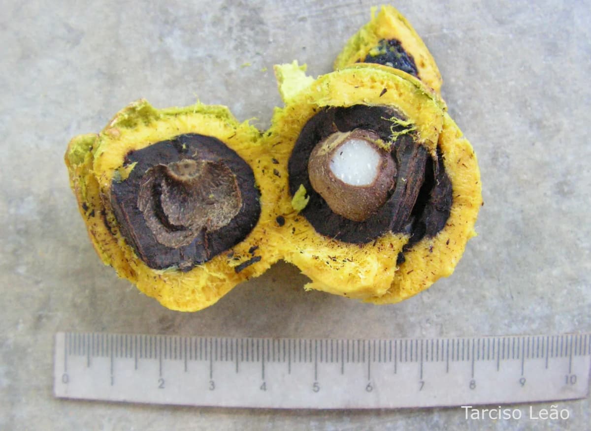 Botanical specimen of Acrocomia Intumescens.