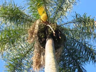 Botanical specimen of Acrocomia Intumescens.