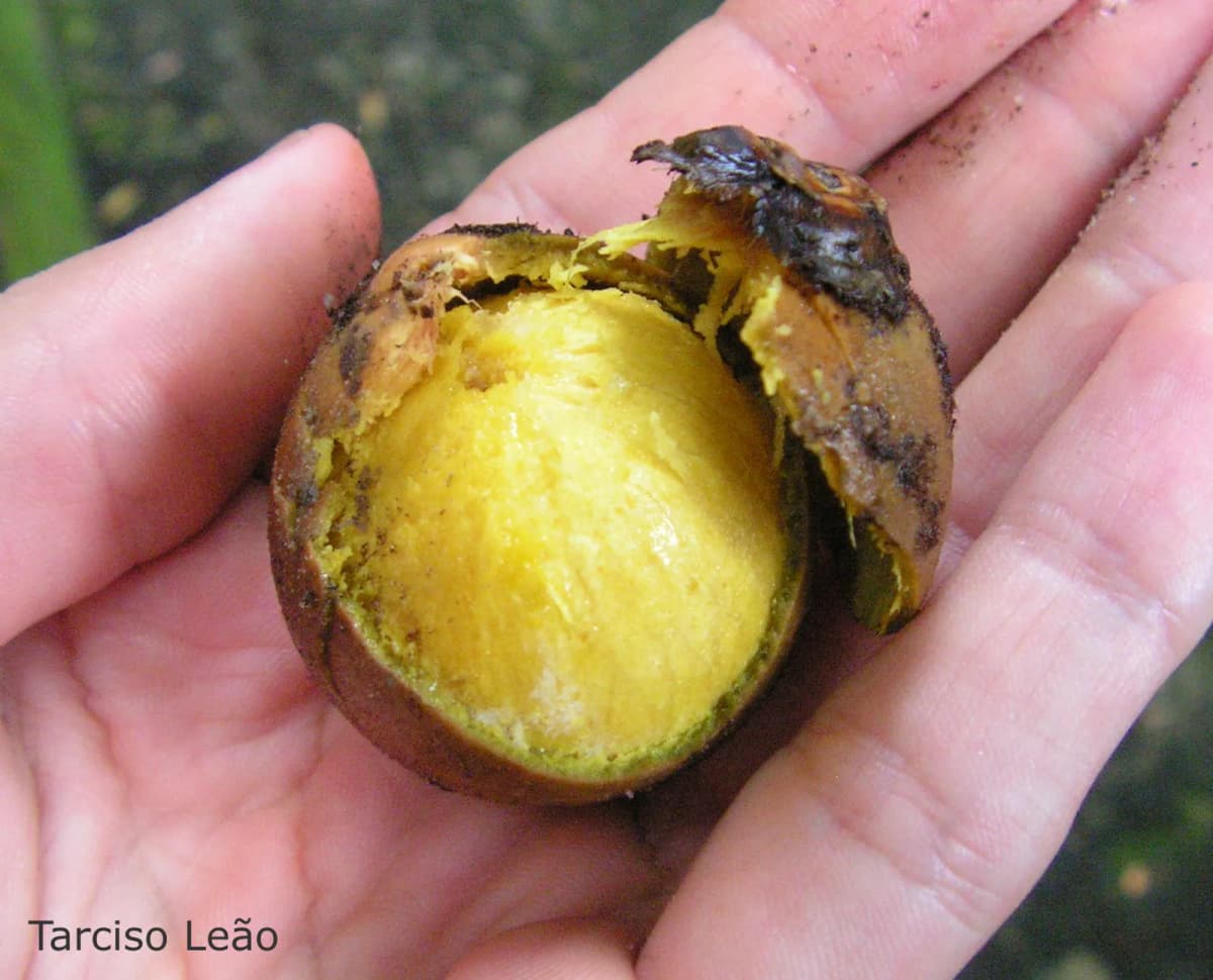 Botanical specimen of Acrocomia Intumescens.