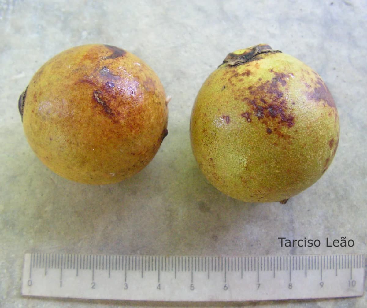 Botanical specimen of Acrocomia Intumescens.