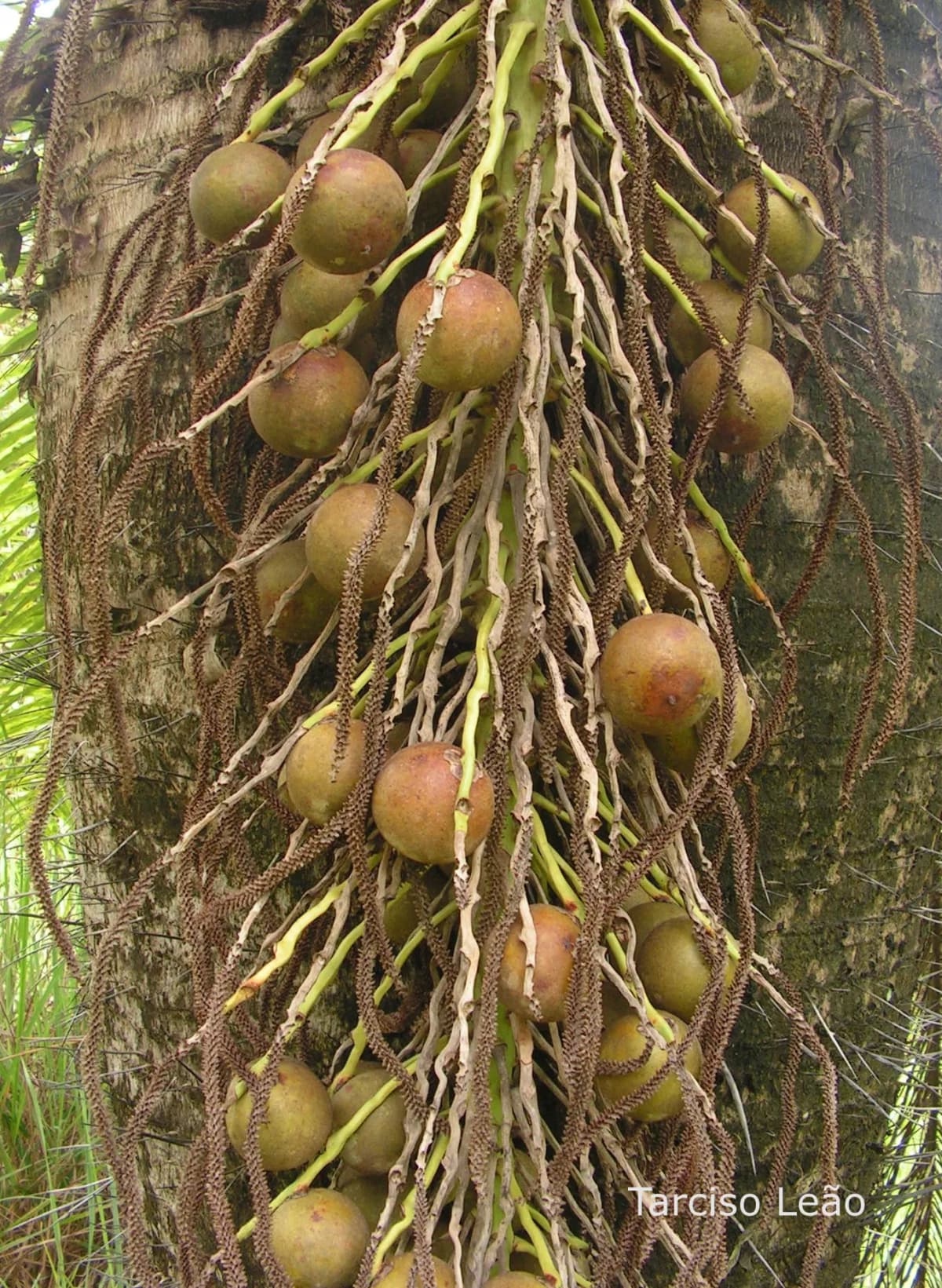 Botanical specimen of Acrocomia Intumescens.