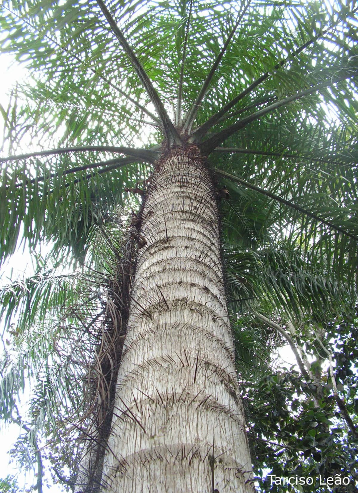 Botanical specimen of Acrocomia Intumescens.