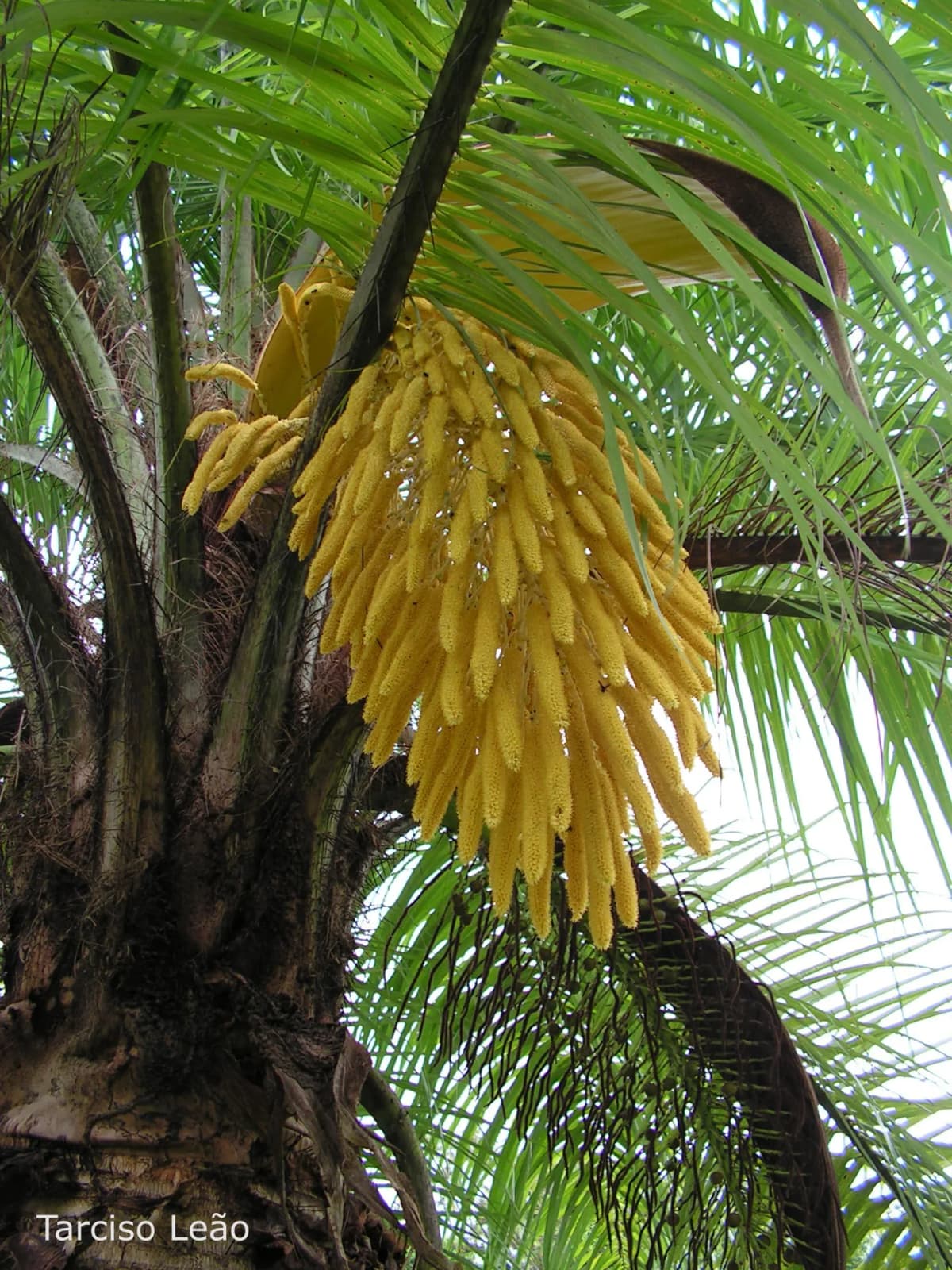 Botanical specimen of Acrocomia Intumescens.