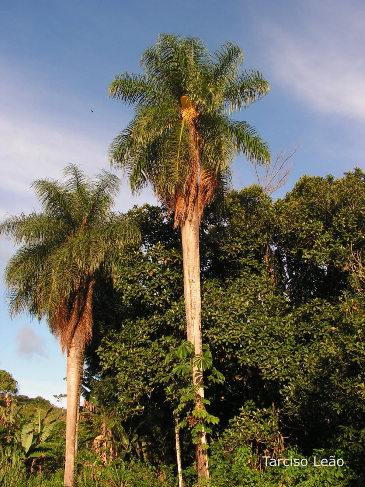 Botanical specimen of Acrocomia Intumescens.