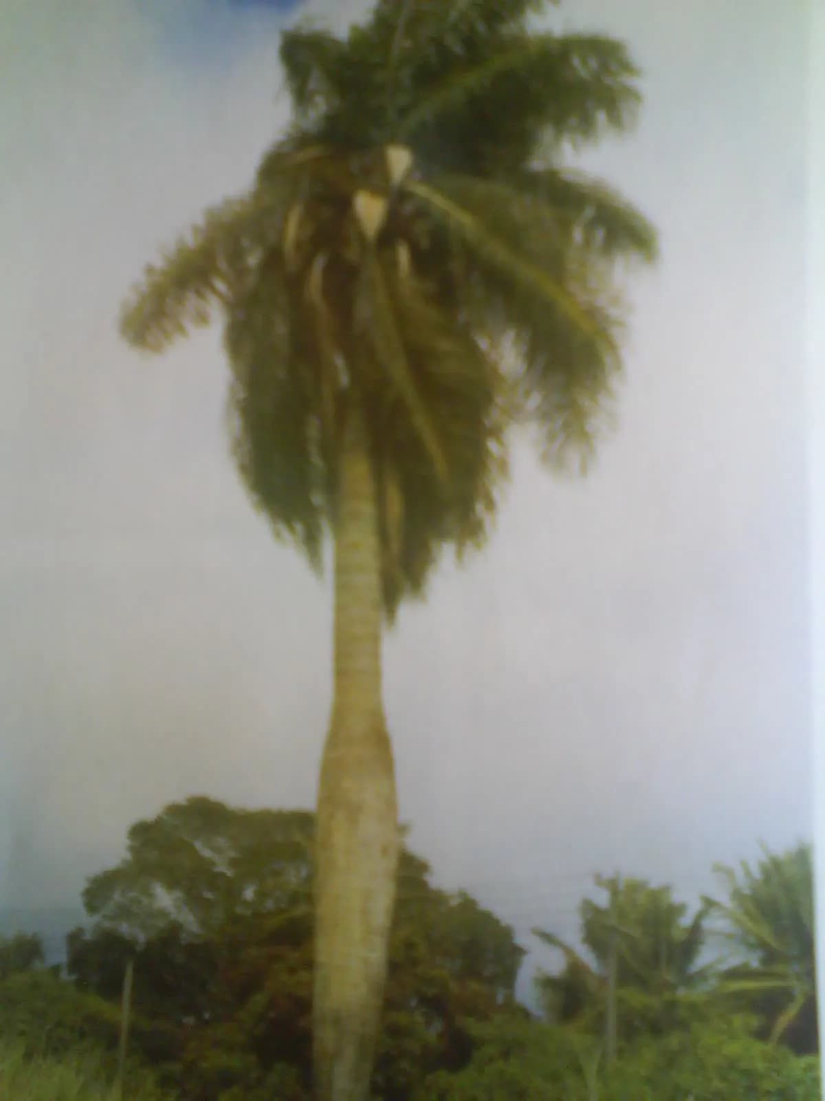 Botanical specimen of Acrocomia Intumescens.