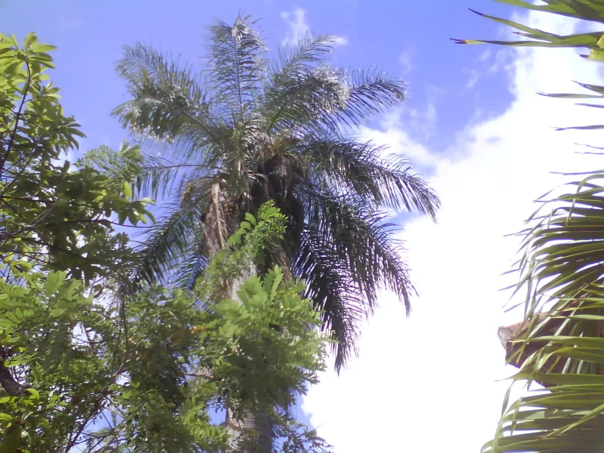 Botanical specimen of Acrocomia Intumescens.