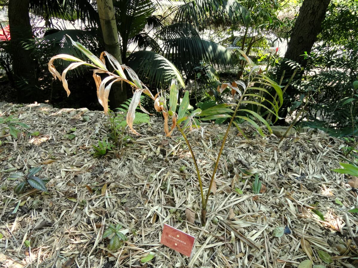 Botanical specimen of Actinokentia Divaricata.