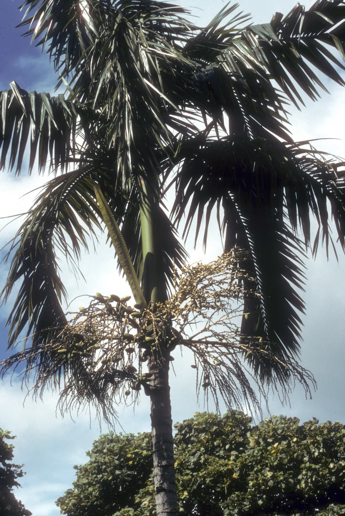 Botanical specimen of Actinorhytis Calapparia.