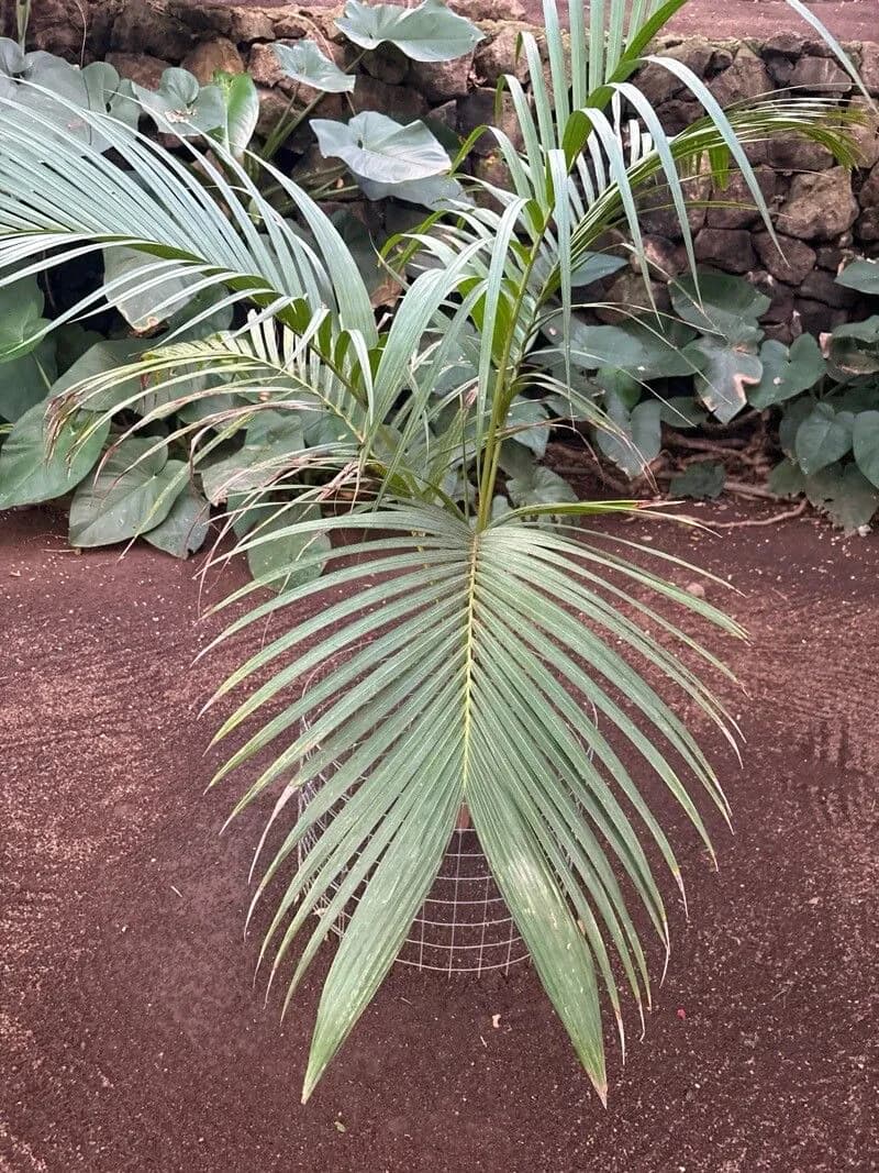 Botanical specimen of Actinorhytis Calapparia.