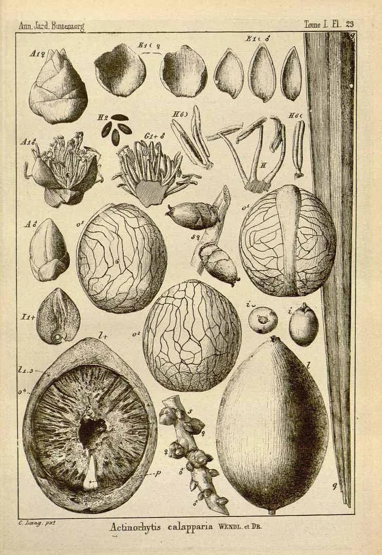 Botanical specimen of Actinorhytis Calapparia.