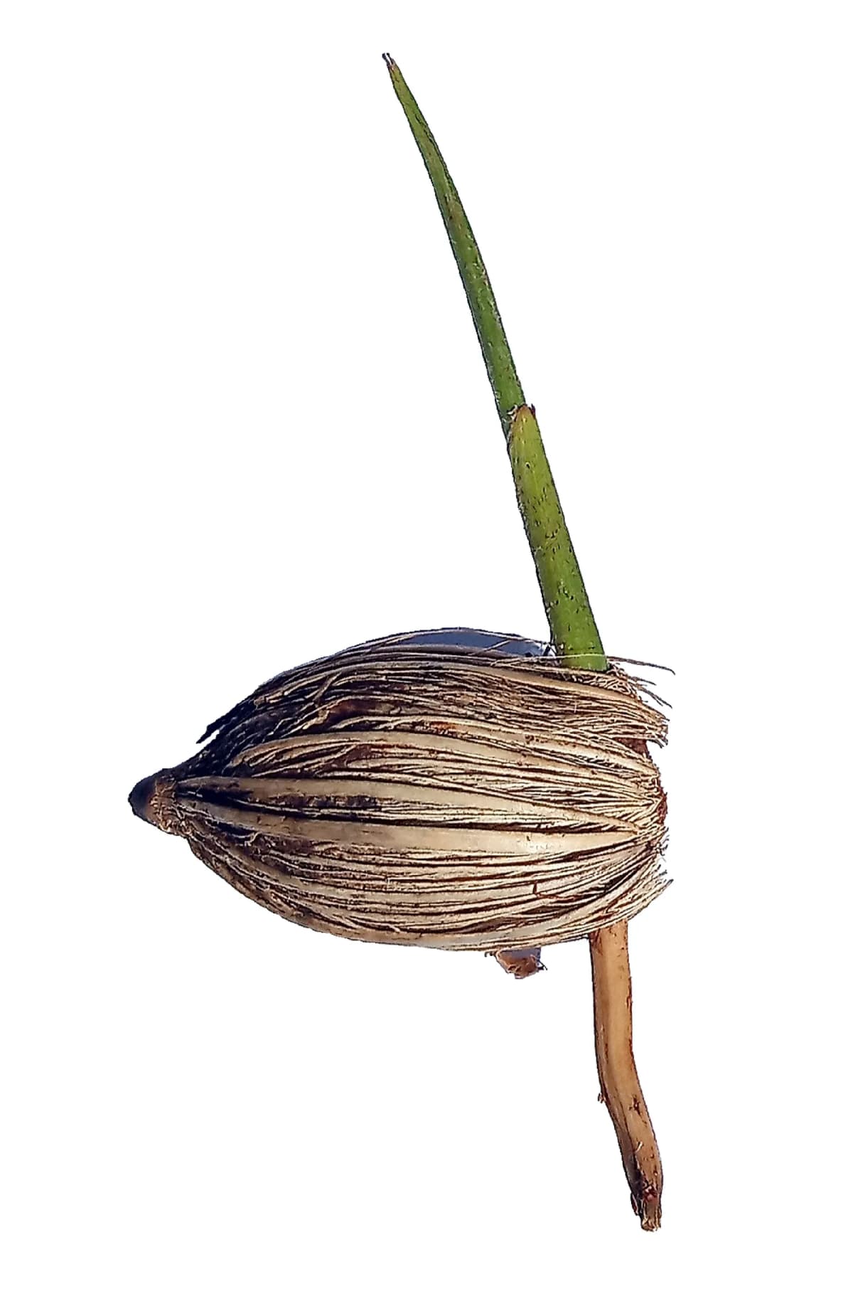Botanical specimen of Adonidia Merrillii.