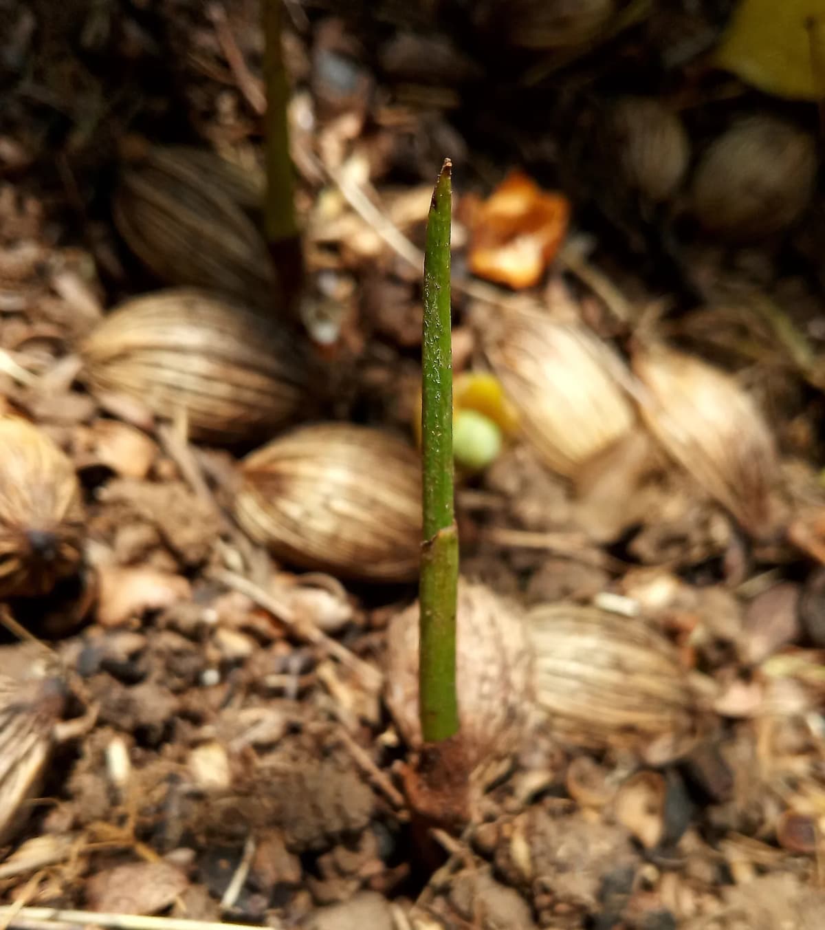 Botanical specimen of Adonidia Merrillii.