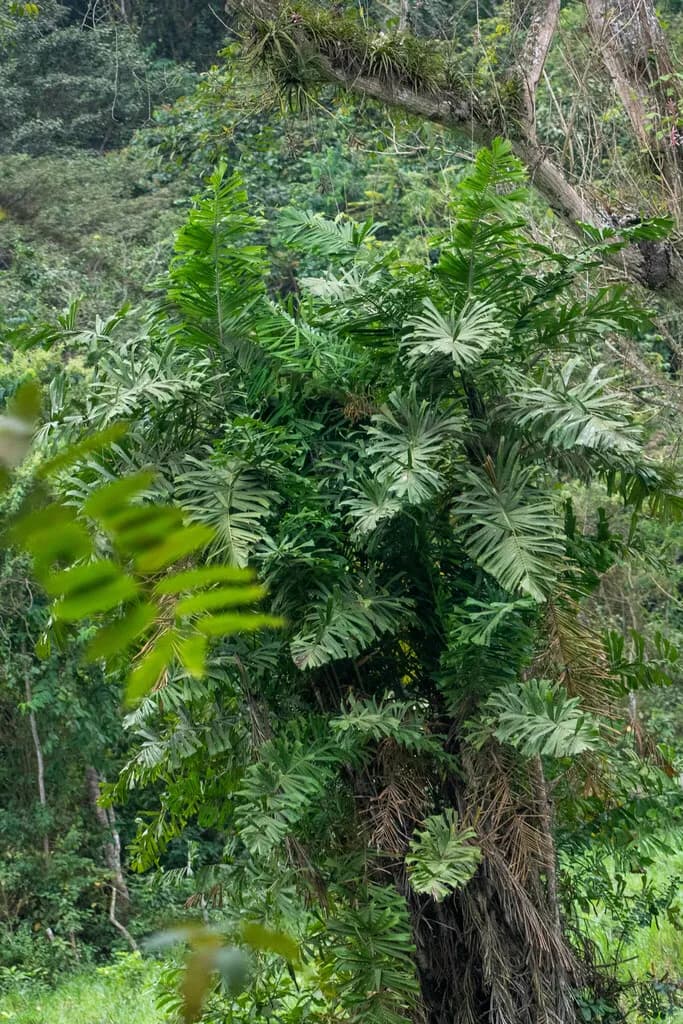 Botanical specimen of Aiphanes Eggersii.