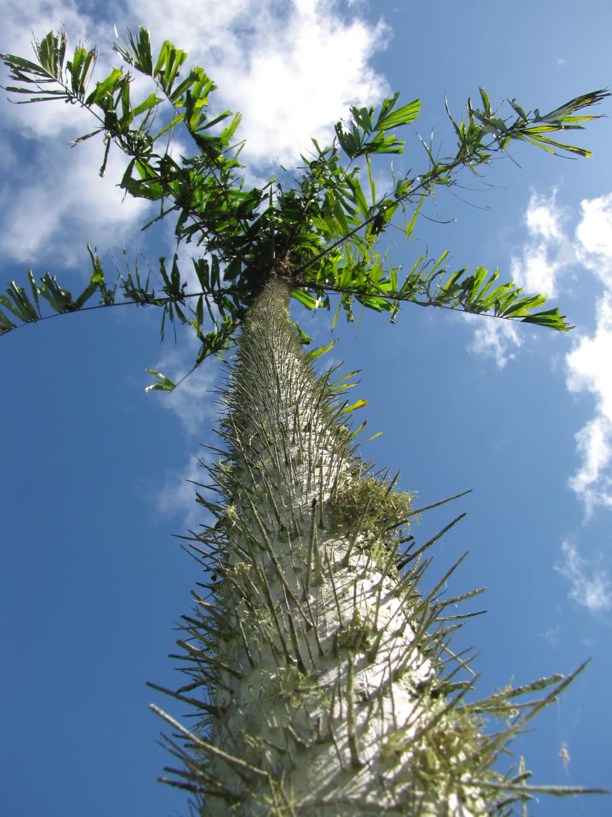 Botanical specimen of Aiphanes Grandis.
