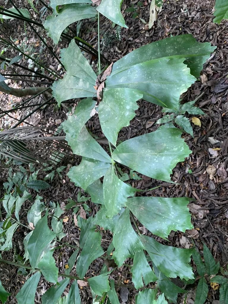 Botanical specimen of Aiphanes Hirsuta.