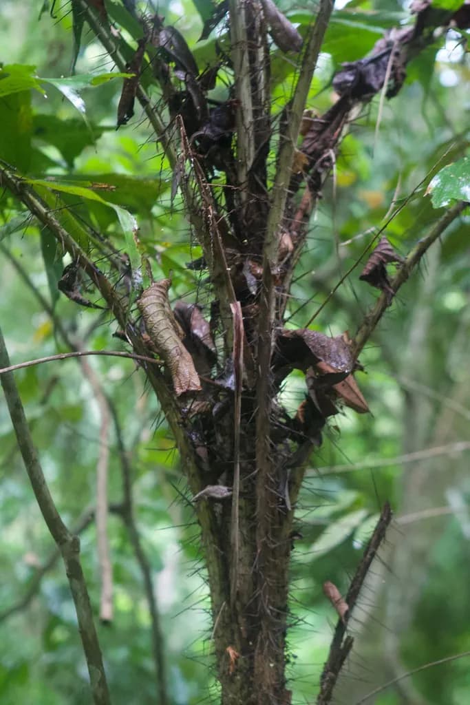 Botanical specimen of Aiphanes Hirsuta.