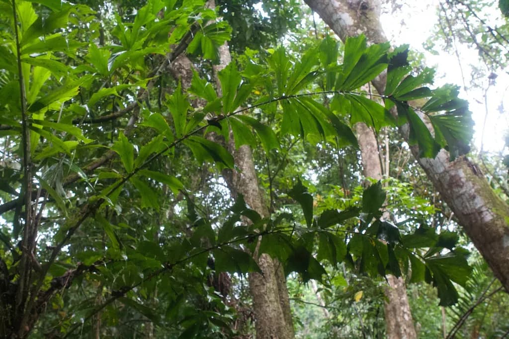 Botanical specimen of Aiphanes Hirsuta.
