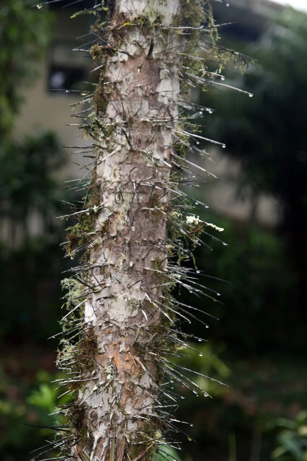 Botanical specimen of Aiphanes Horrida.