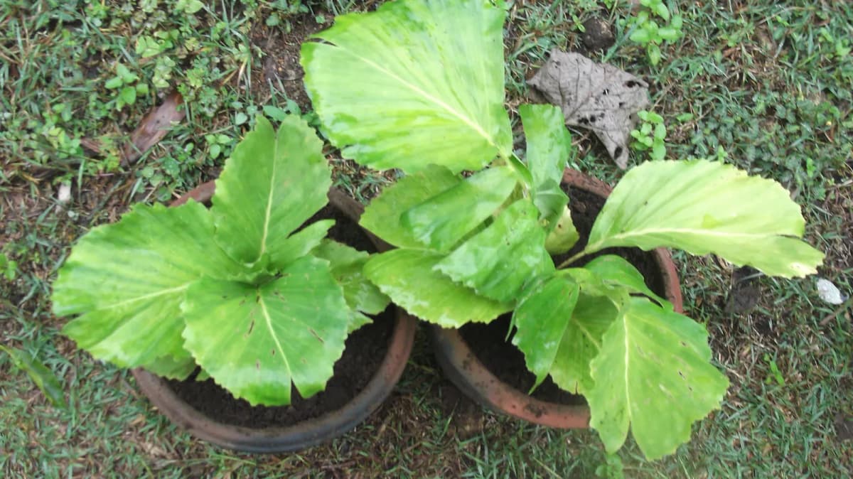 Botanical specimen of Aiphanes Horrida.