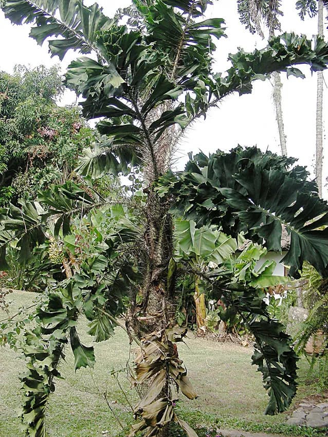 Botanical specimen of Aiphanes Horrida.