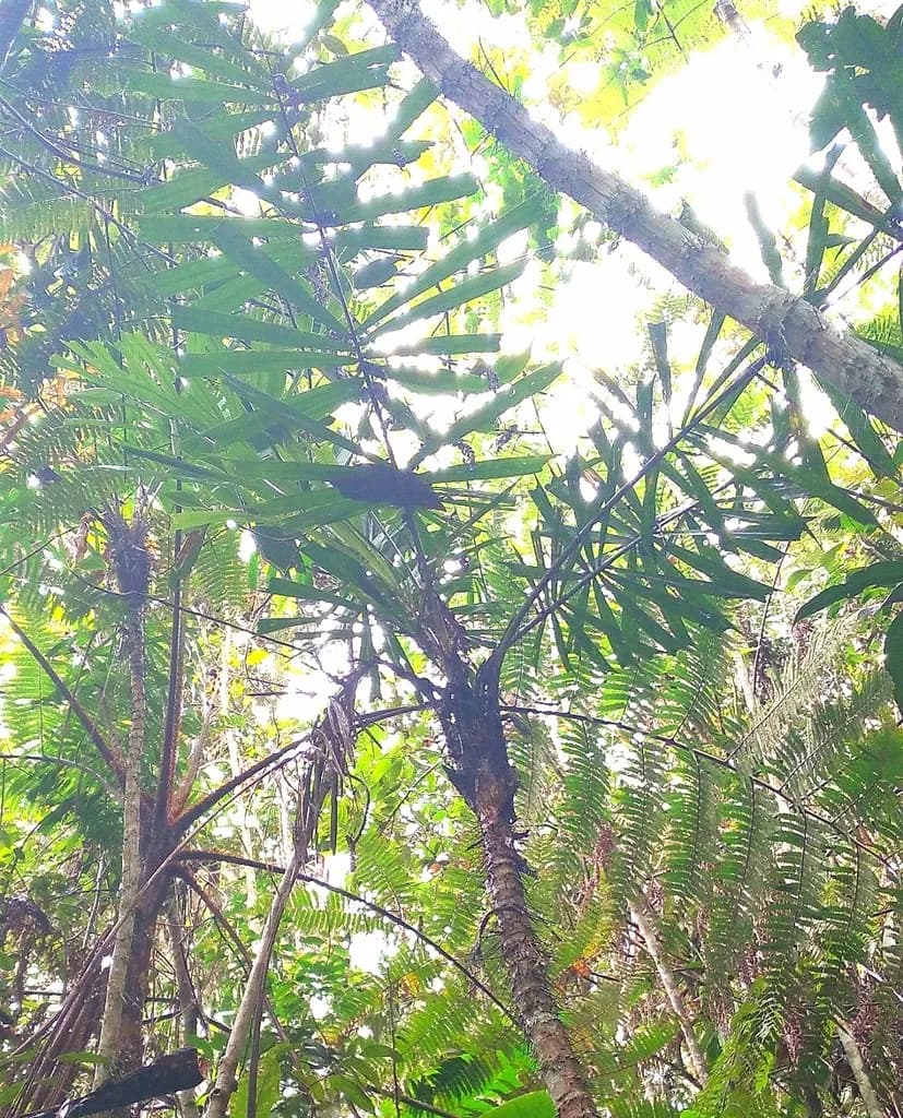 Botanical specimen of Aiphanes Lindeniana.