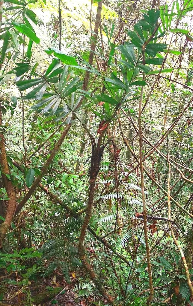 Botanical specimen of Aiphanes Lindeniana.