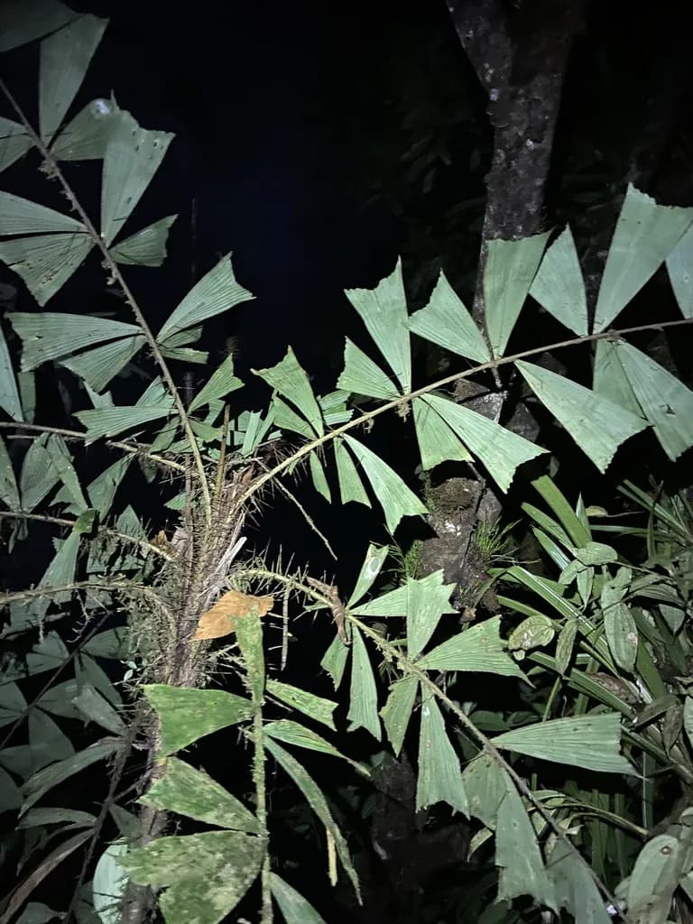 Botanical specimen of Aiphanes Ulei.