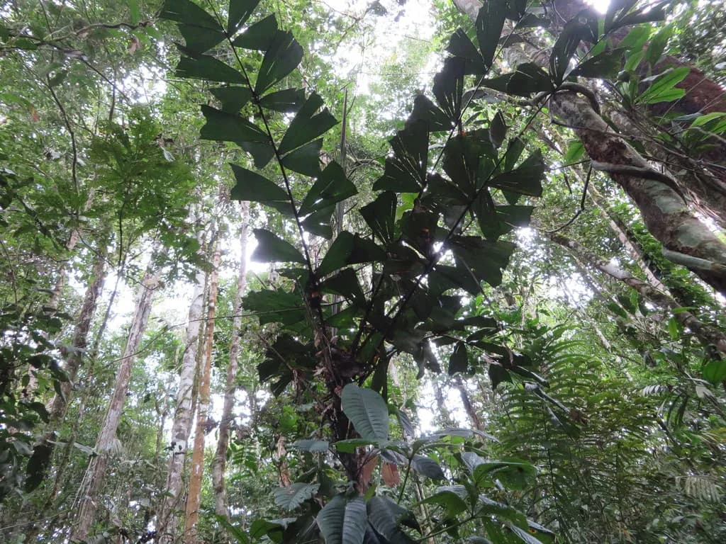 Botanical specimen of Aiphanes Ulei.