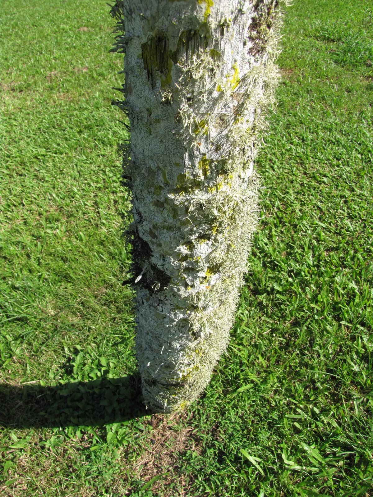 Botanical specimen of Aiphanes Verrucosa.