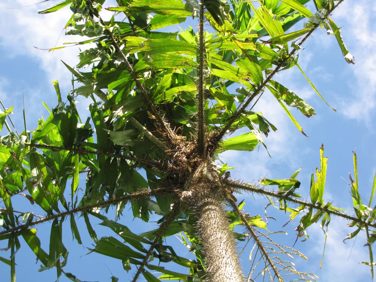 Botanical specimen of Aiphanes Verrucosa.