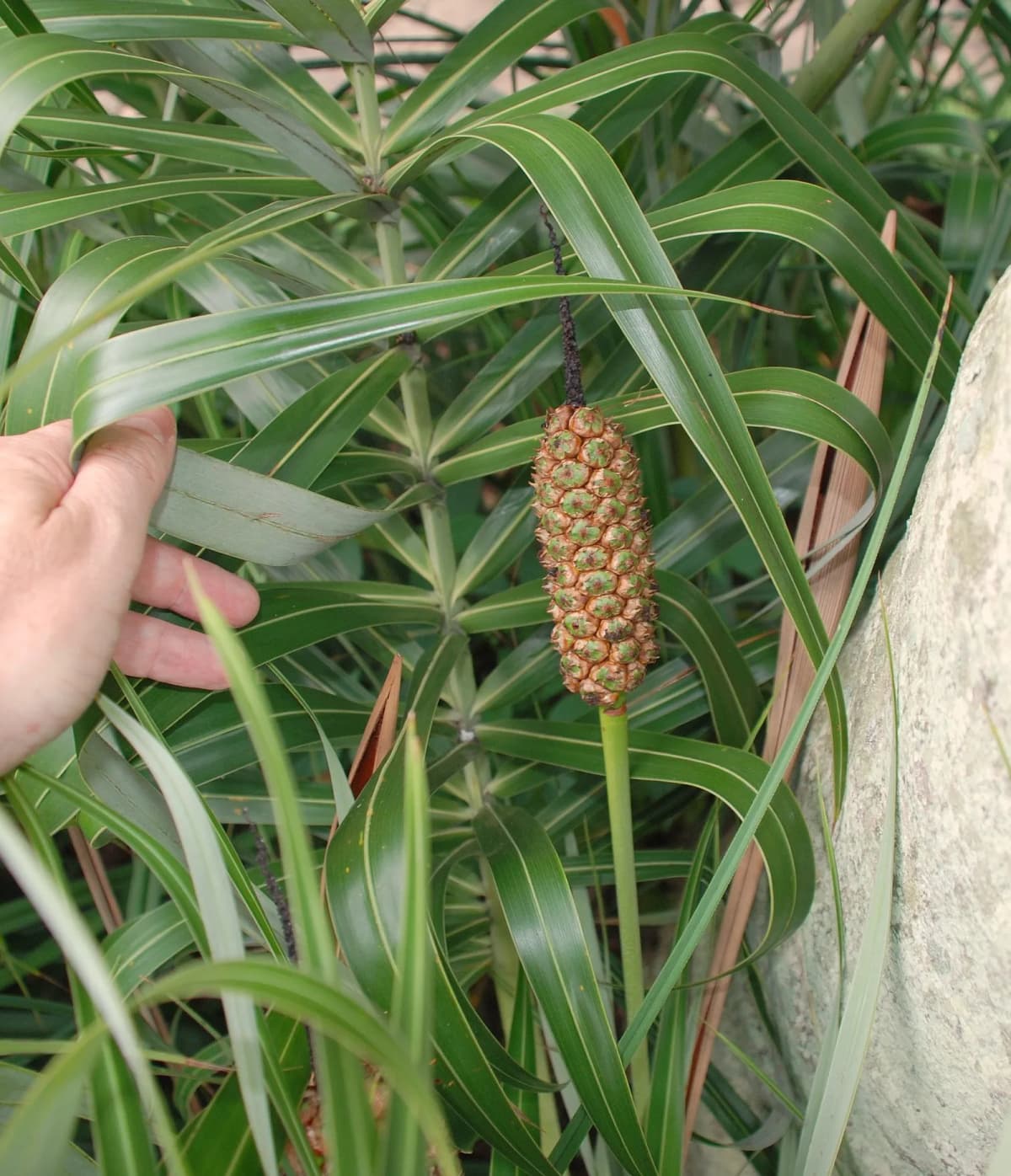 Botanical specimen of Allagoptera Arenaria.