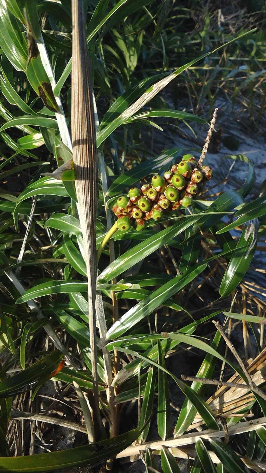 Botanical specimen of Allagoptera Brevicalyx.
