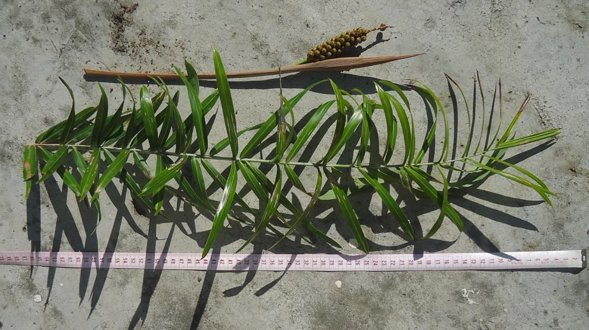 Botanical specimen of Allagoptera Brevicalyx.
