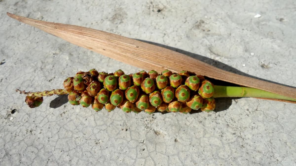 Botanical specimen of Allagoptera Brevicalyx.